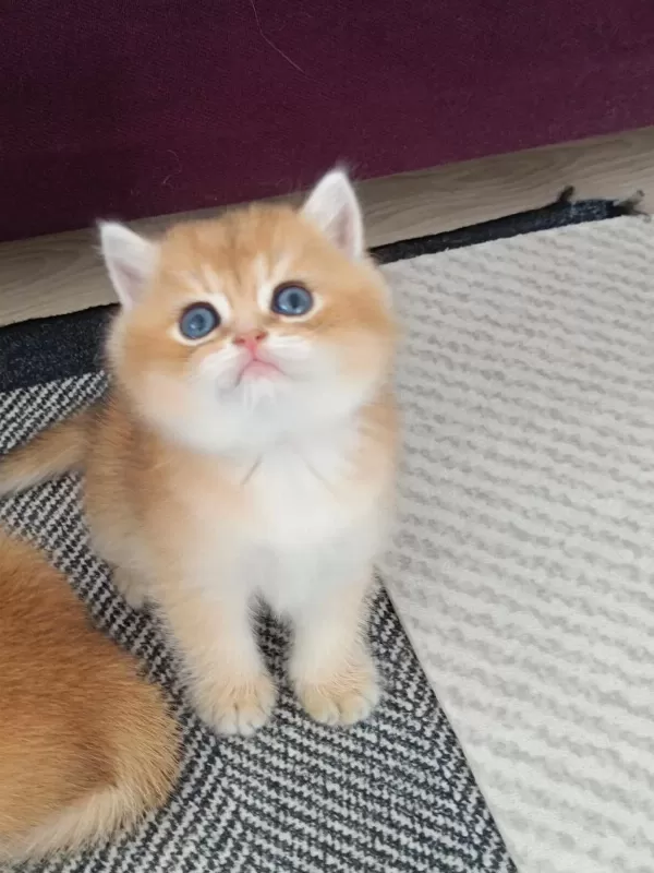 Muhteşem Golden British Shorthair Yavrular