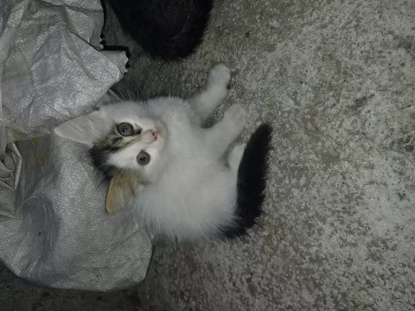 Bahçede Baktığım Yavru Kediler