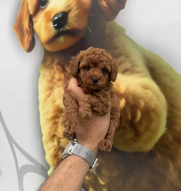Toy Poodle Yavrularımız