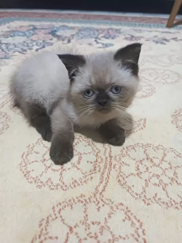 Sağlıklı Dişi Ev Kedisi