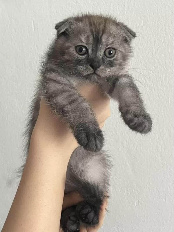 Yavru Scottish Fold Kedimiz İçin Ulaşın
