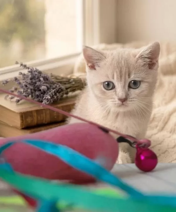 British Shorthair Lilac Gold Dişi Yavru