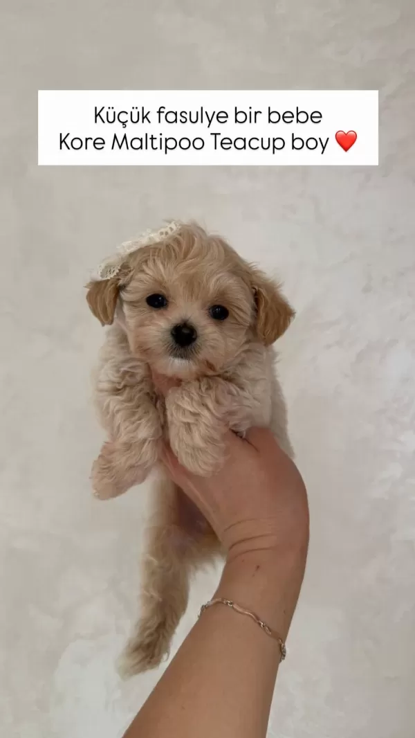 Maltipoo Yavru Köpeklerim