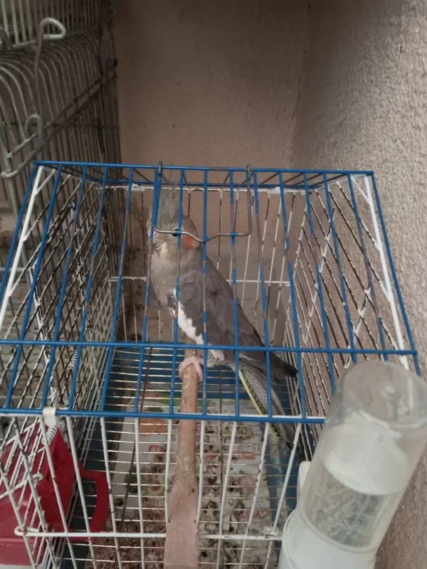 Grey Dişi Sultan Papağanı