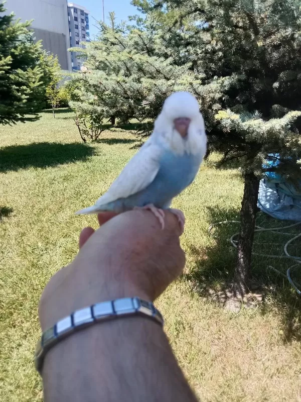 Jumbo Ev Muhabbet Kuşum
