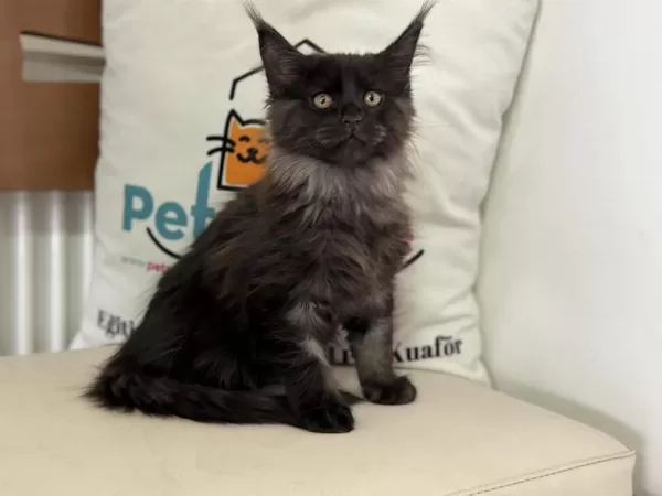 Sçr Li Aşılı Pasaportlu Maine Coon Yavrularımız