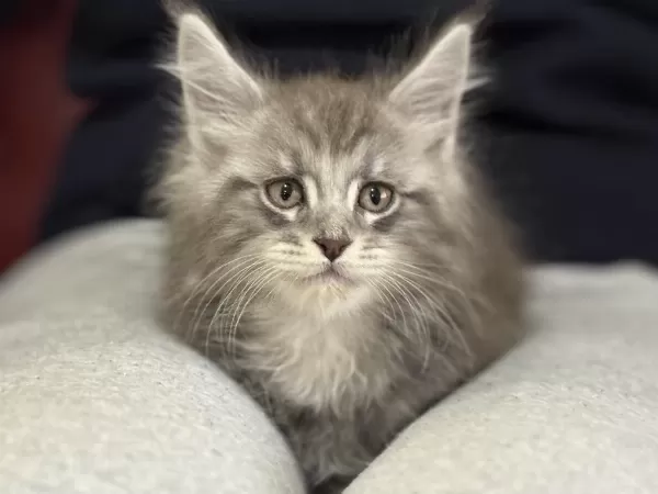 Ankranın En Seçkin Maine Coon Yavruları