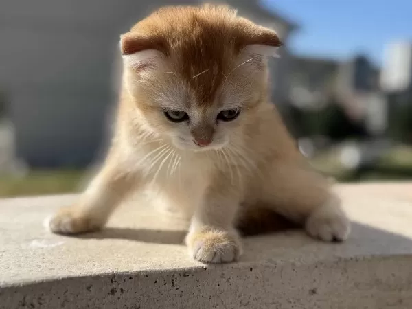 Ankarada Ziyarete Açık Golden Scottish Fold Yavrumuz