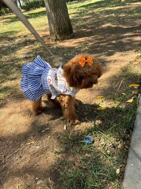 Teacup Cinsi Poodle 8 Aylik