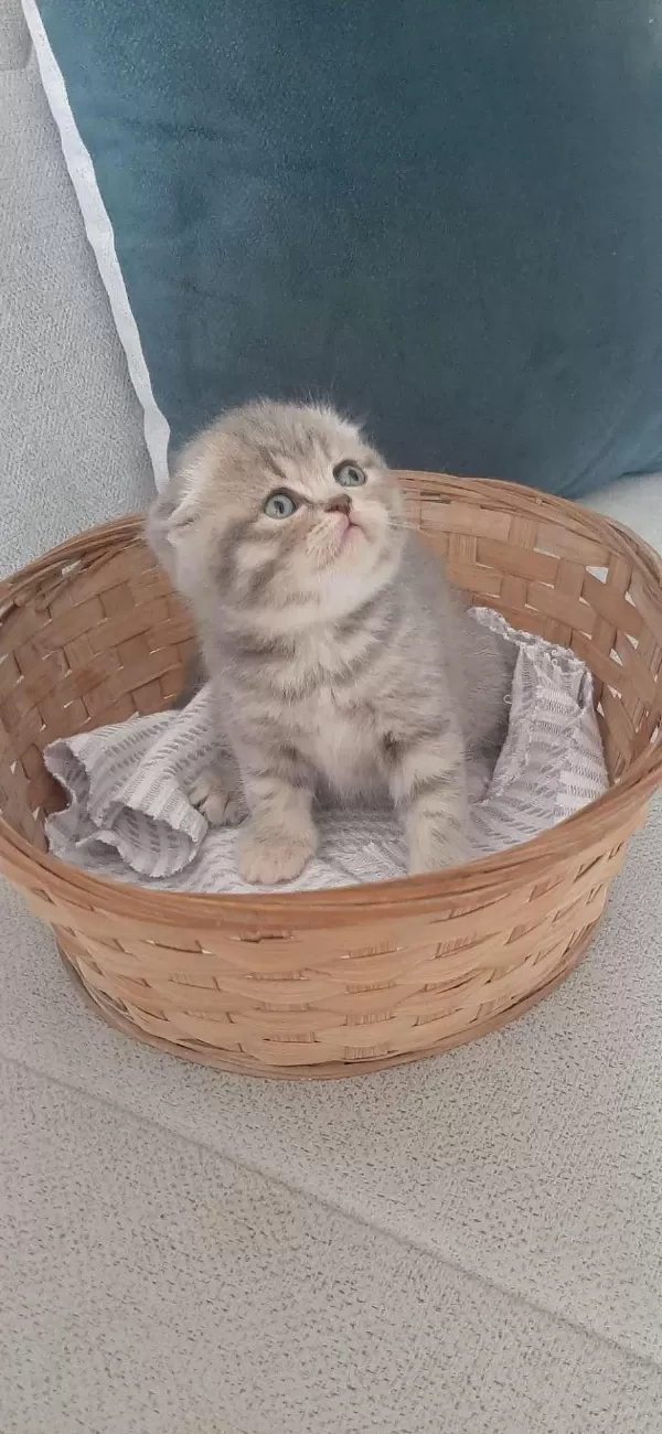 Ücretsiz Sahiplendirme British Shorthair