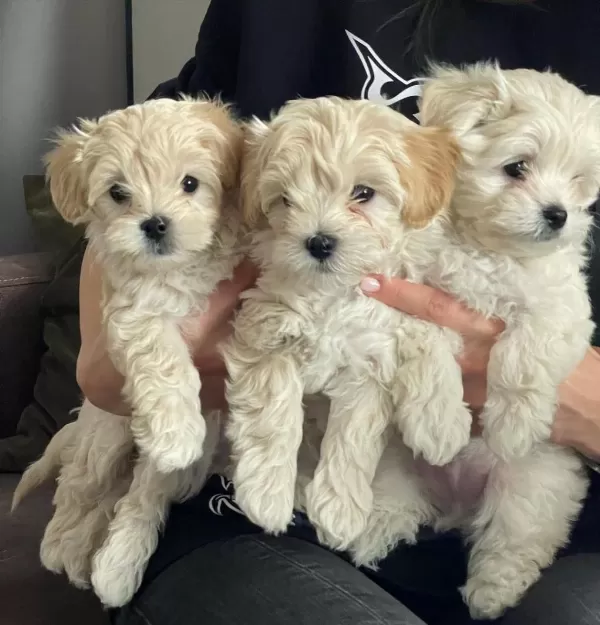 F2 Maltipoo Yavrulari
