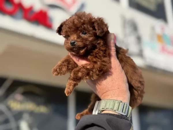 Nasir Olan Darkbrown Kore Tea Cup Poodle Yavrularımız