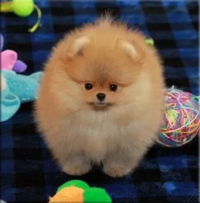 Pomeranian Yavrularımız Kg Garantili Teacup