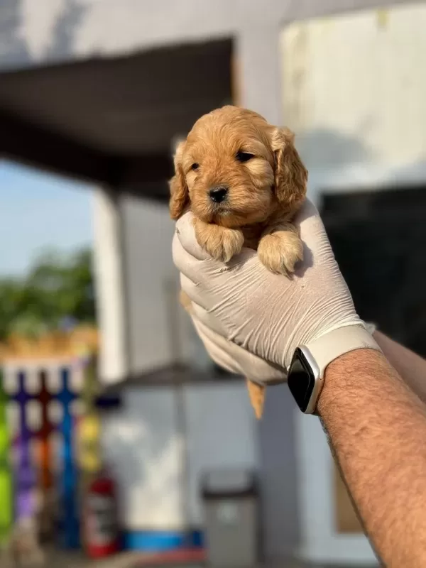 Maltipoo Yavrularımızı Canlı Görerek Alabilirsiniz