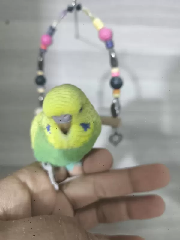 Bebek Muhabbet Kuşları