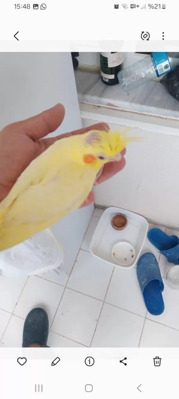 Yeme Düşen Taze Sultan Papağanı Bebekler