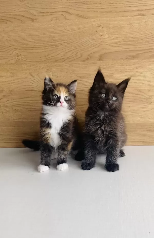 Değerini Bilene Xxl Maine Coon Bebeklerim