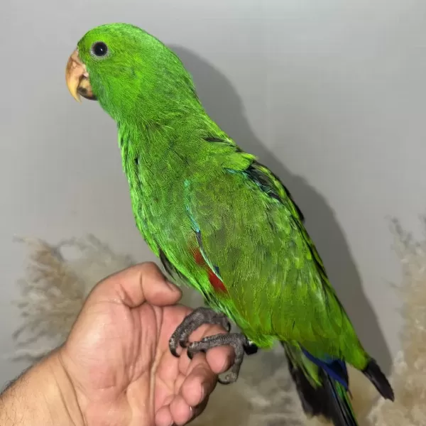 Eclectus Papağani Yavru