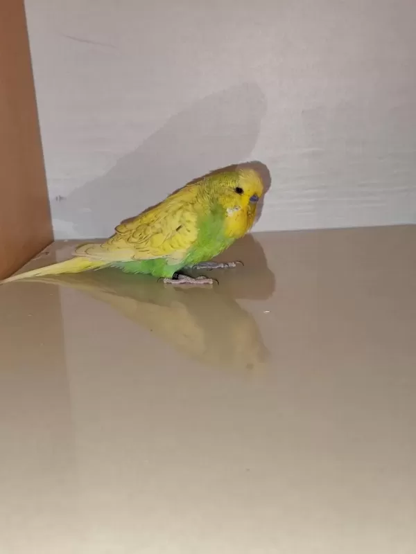 Satılık Jumbo Muhabbet Kuşumuz
