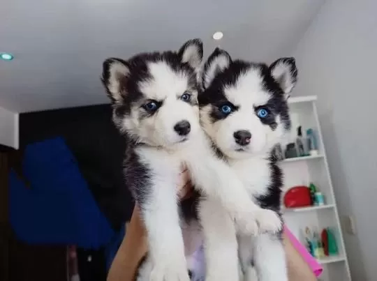 Husky Sibirya Yavrulari
