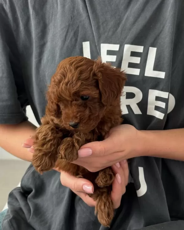 Toy Poodle Yavrulari