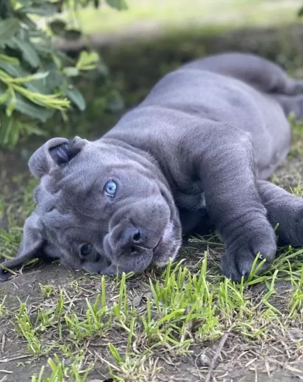 Ev Ve Bahçeniz İçin Cane Corso Kapıda Ödeme Mevcuttur