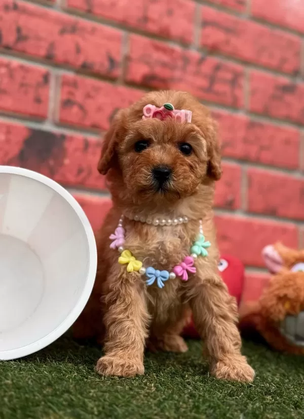Safkan Toy Poodle Bebekler