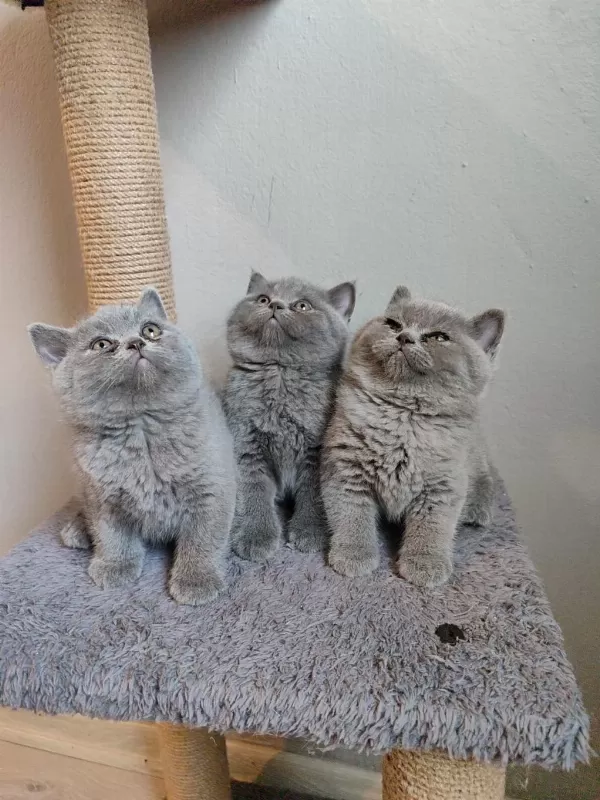 Ayıcık Safkan British Shorthair Yavrularımız