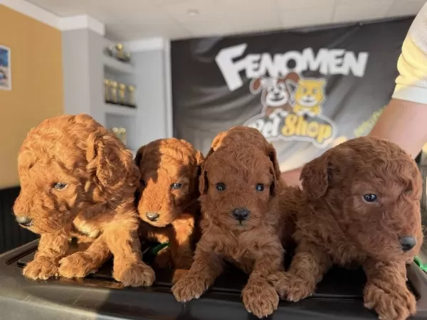 Shoooowwww Maltipoo Yavrular Ankara Mağazamızda