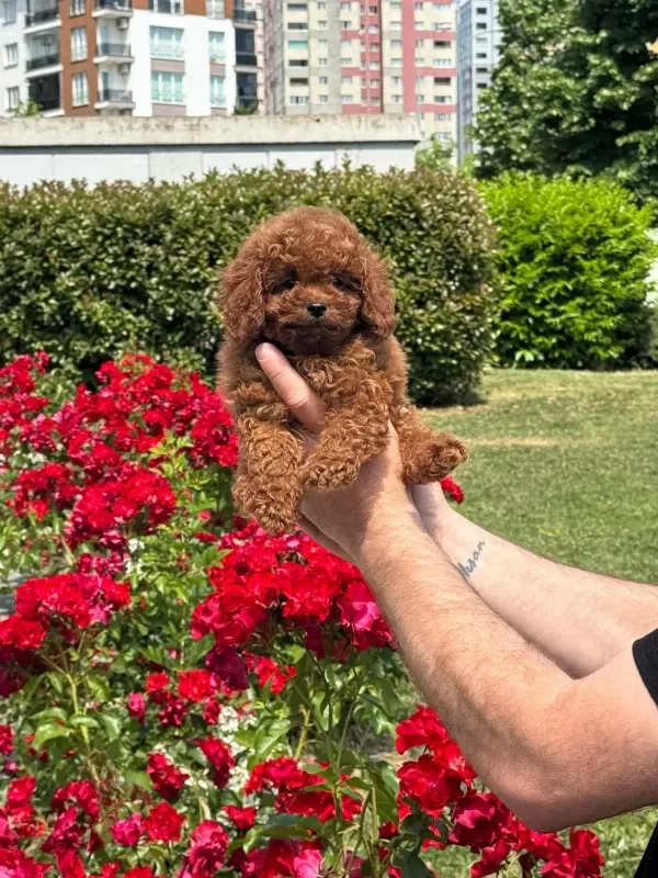 Harika Toy Poodle Yavrularımız