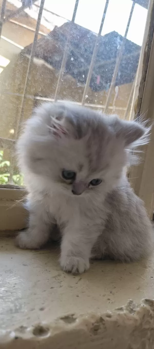 2.5 Aylık British Longhair Yavrular Yeni Yuvasını Bekliyor