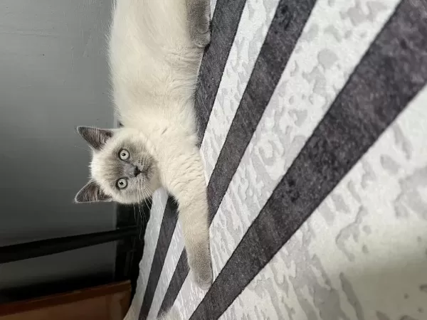 2 Aylık Blue Point Erkek British Shorthair