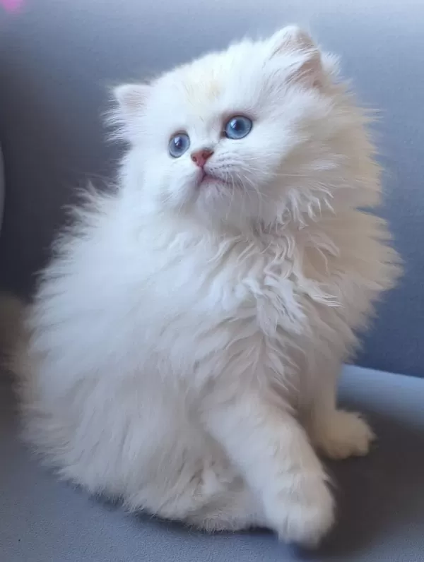 British Longhair Gökyüzünün En Güzel Tonu Bu Gözlerde