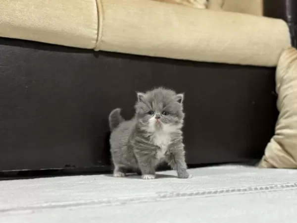 British Longhair Ve Shorthair