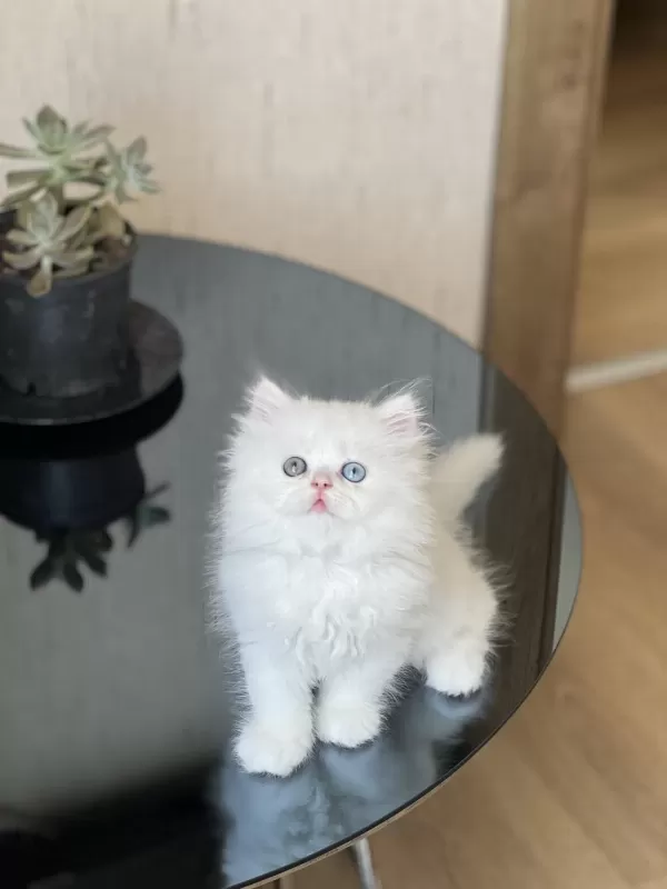 Mükkemmel Kalite İsteyene British Longhair