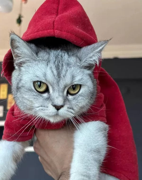 British Shorthair 12 Aylık