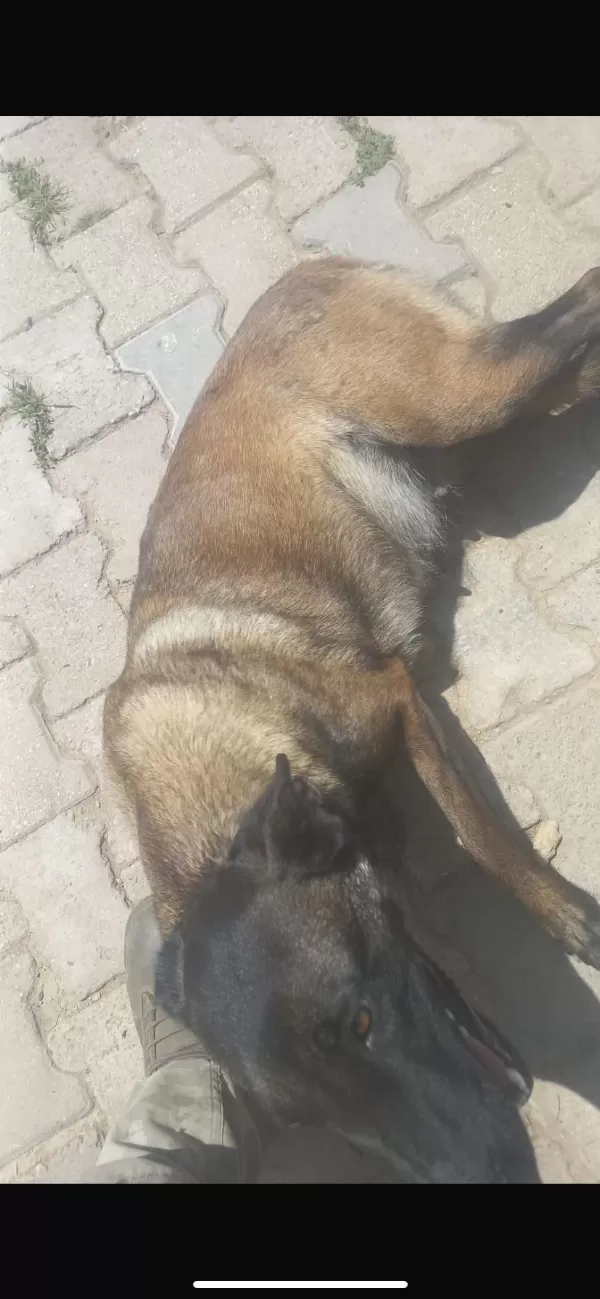 1 Yaşında Doğurmuş Belçika Kurdu Safkan