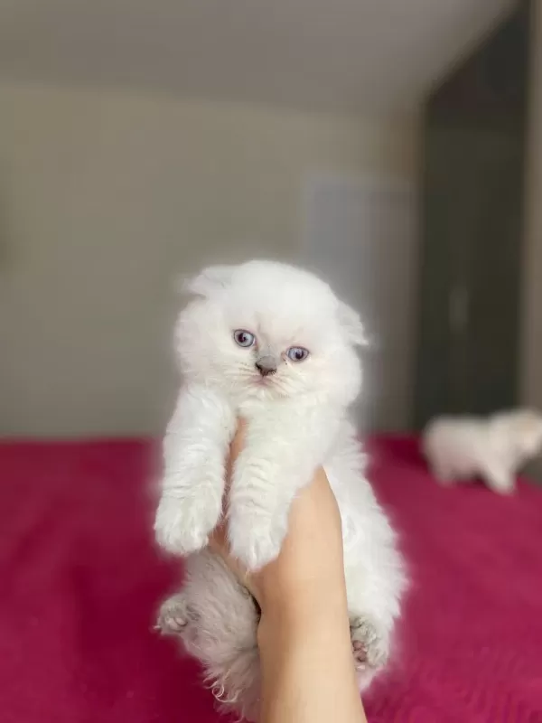 Scottish Fold Longhair Yavrularim