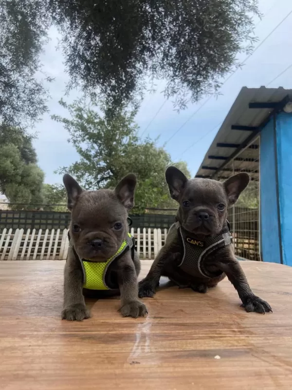 Premium Kalite French Bulldog Yavrusu