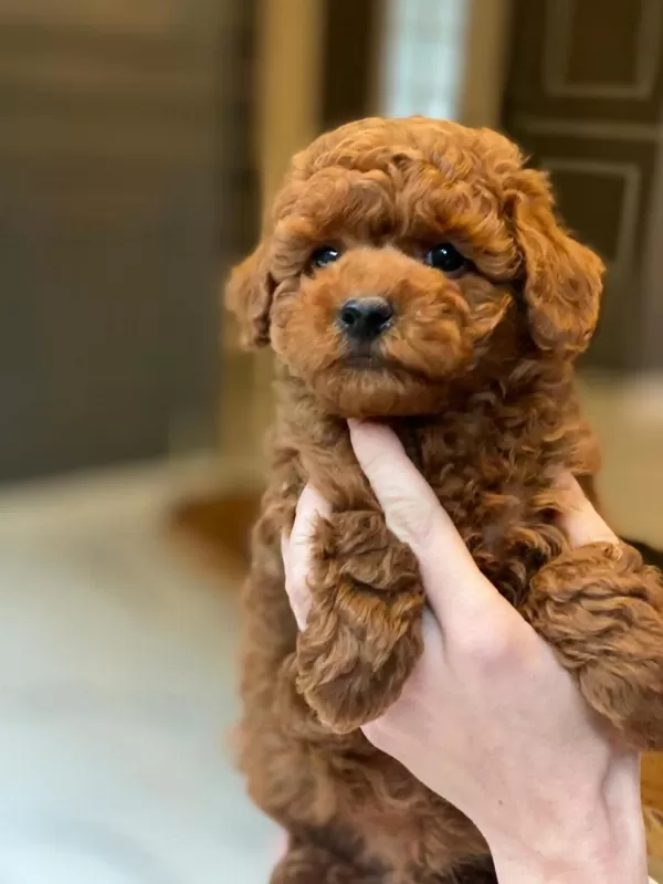 Oyuncak Ayıcık Görünümlü Red Poodle Yavrularımız