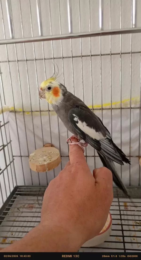 Ele Alışkın Erkek Sultan Papağanı