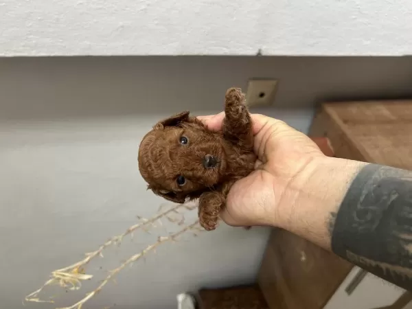 Toy Poodle Kore Kan Yavrular