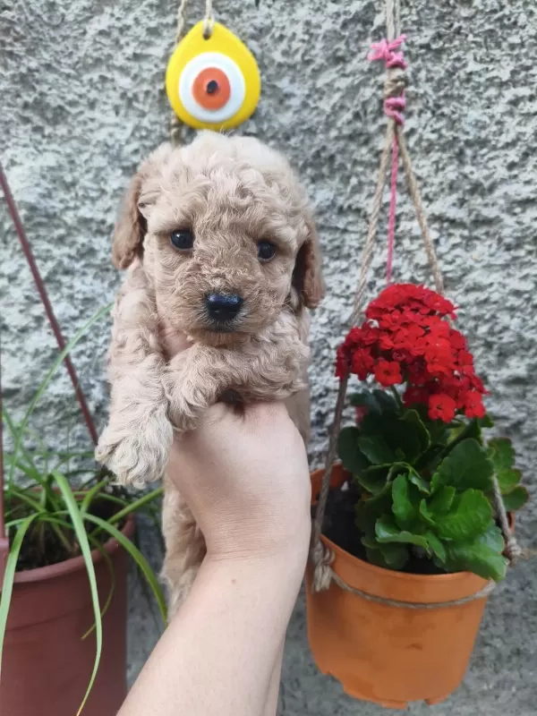 Sağlıklı Erkek Poodle Bebek