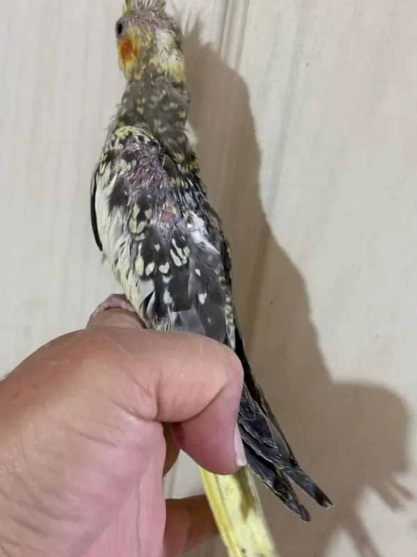 38 Günlük El Besleme Evcil Sultan Papağani Bebek