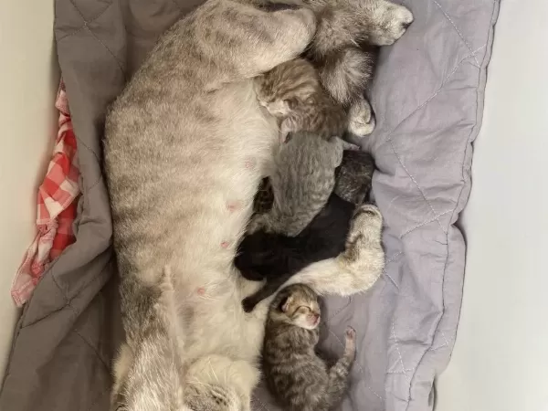 Sağlıklı Yeni Bebek Kediler