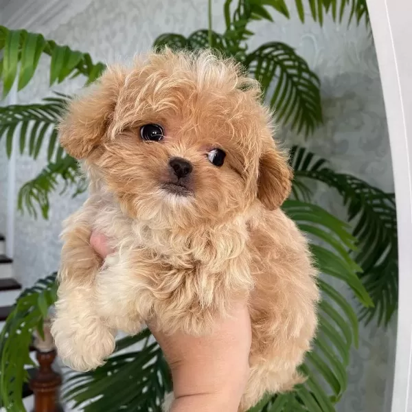 Teacup Kore Maltipoo Yavruları