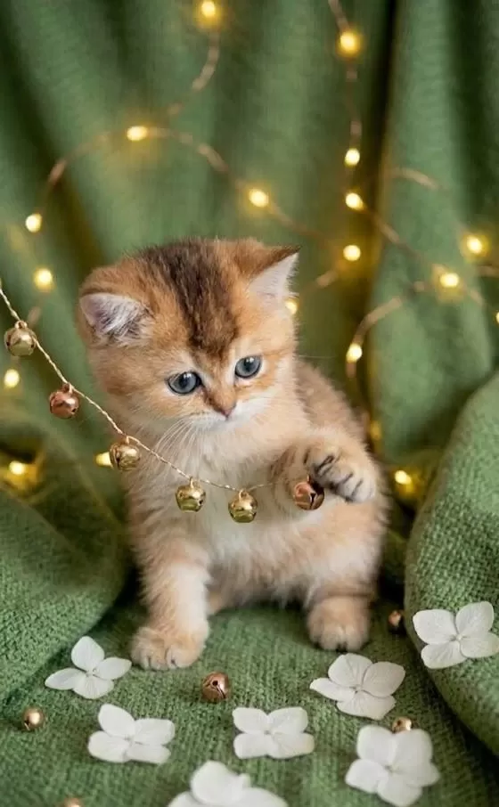 Golden British Shorthair