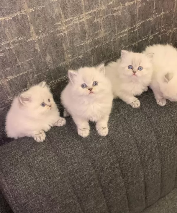 British Longhair Yavrularim
