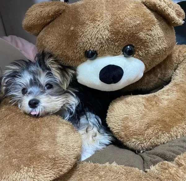 Ailenize Neşe Katacak Mini Yorkshire Terrier Dostlar