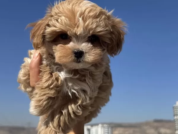 Petmode Köpek Çiftliğinden Kore Maltipoo